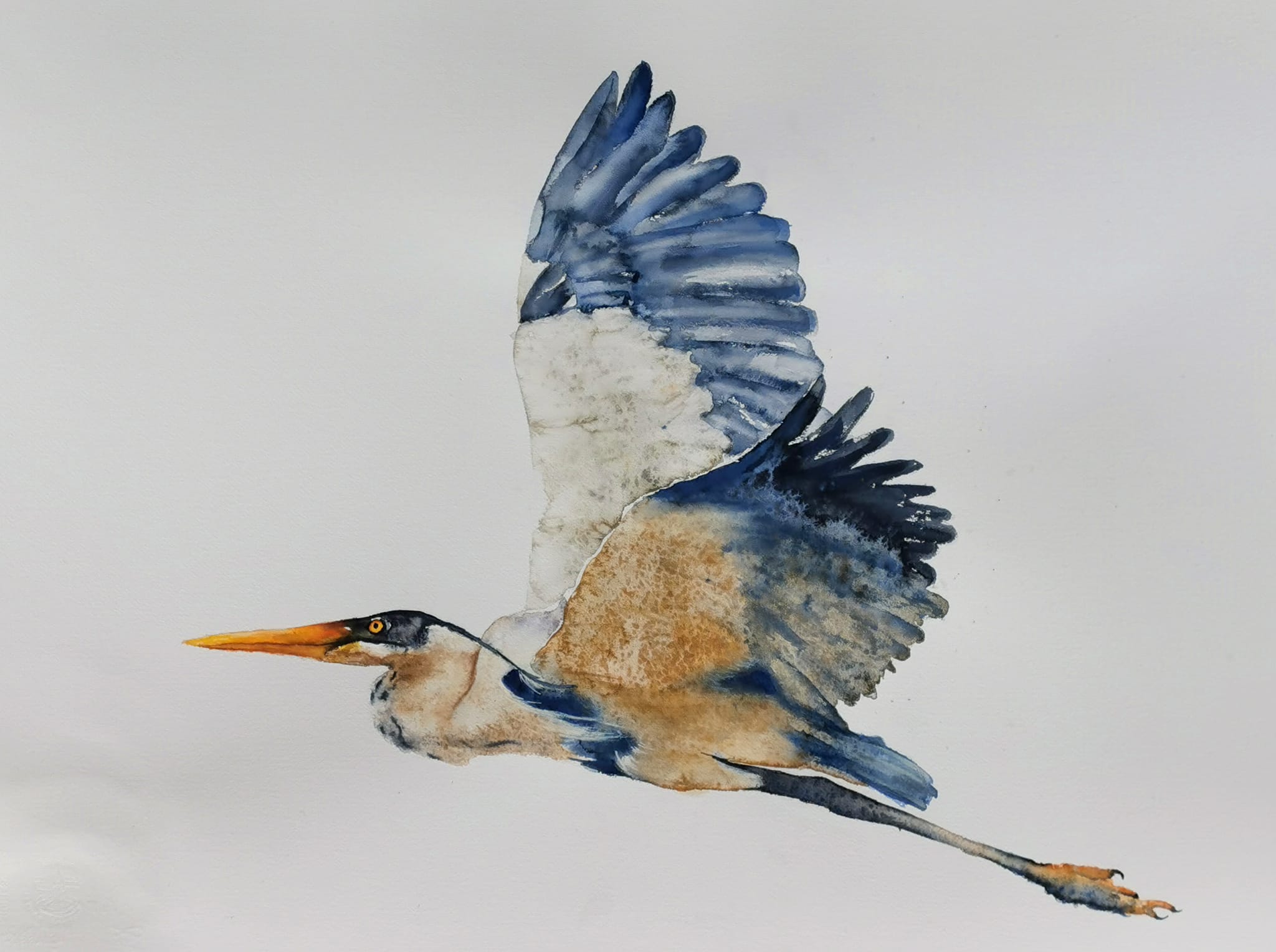 heron in watercolor
