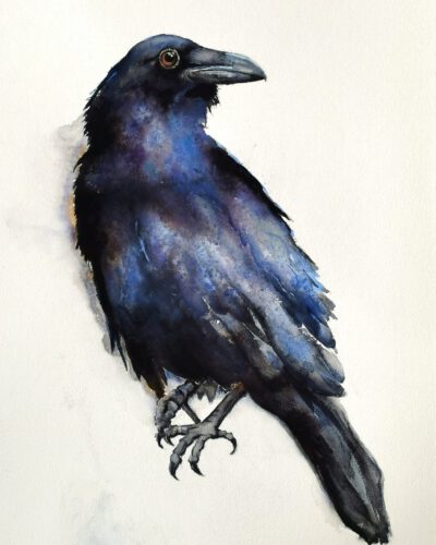black raven in watercolor
