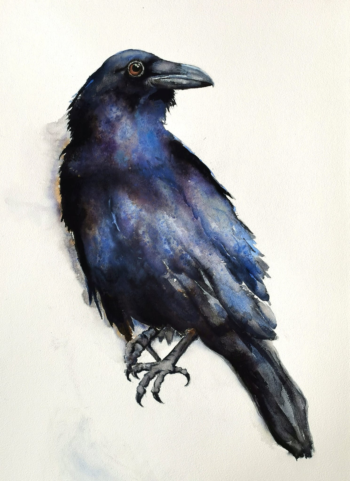 black raven in watercolor