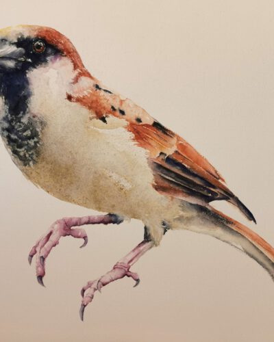 sparrow in watercolor