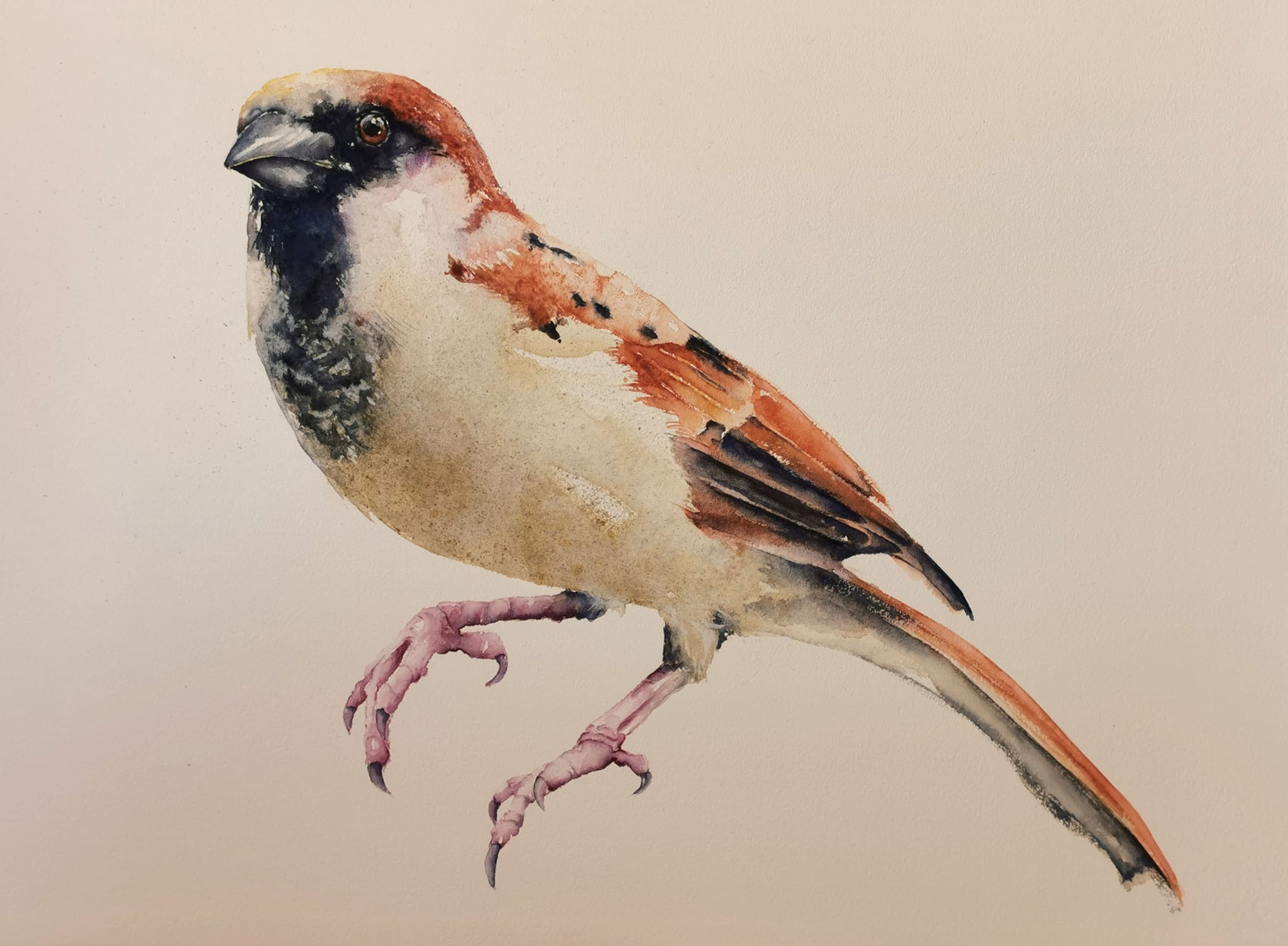 sparrow in watercolor