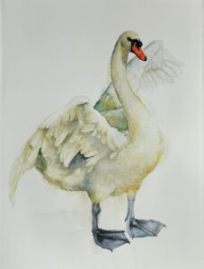 swan in watercolor