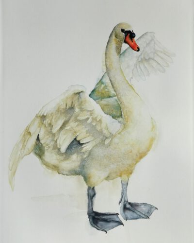 swan in watercolor