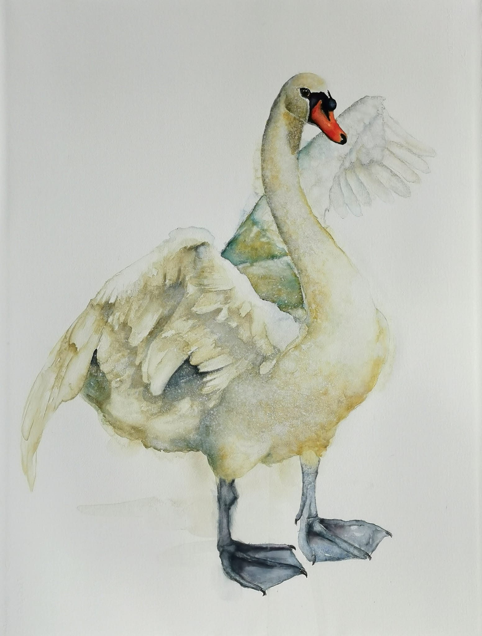 swan in watercolor