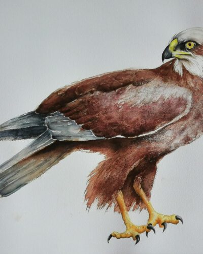 harrier in watercolor