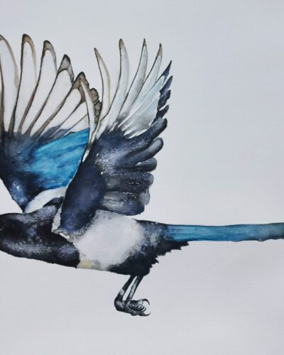 magpie in watercolor