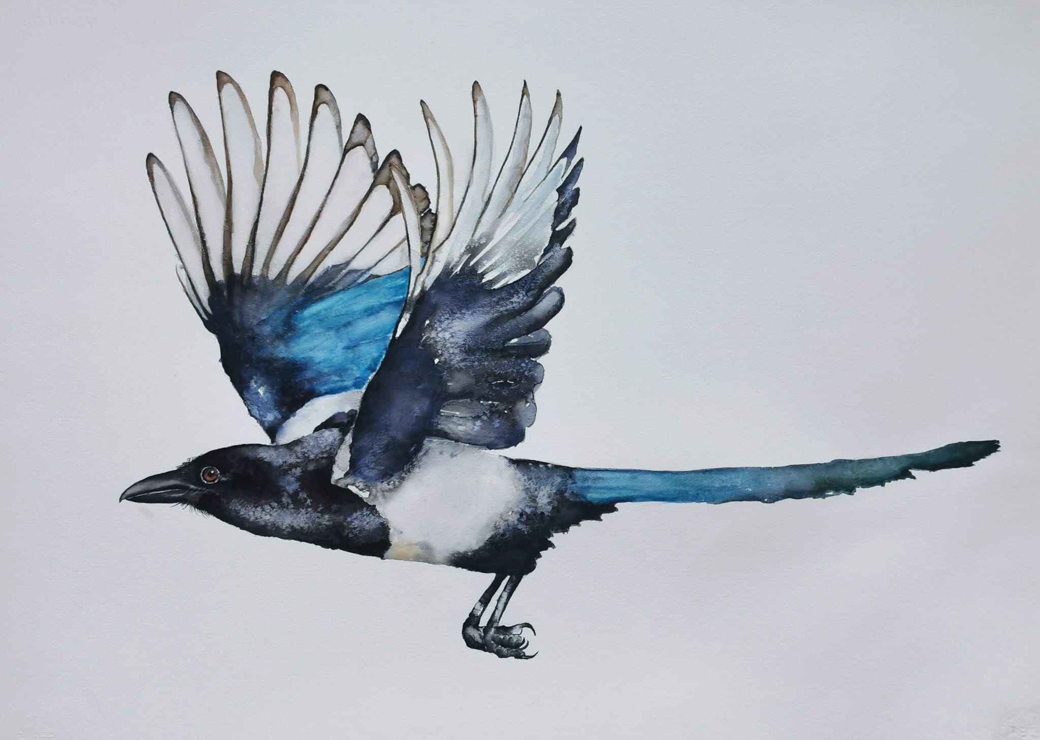magpie in watercolor