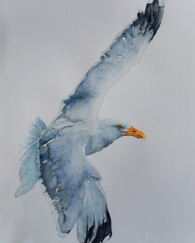 seagull in water color