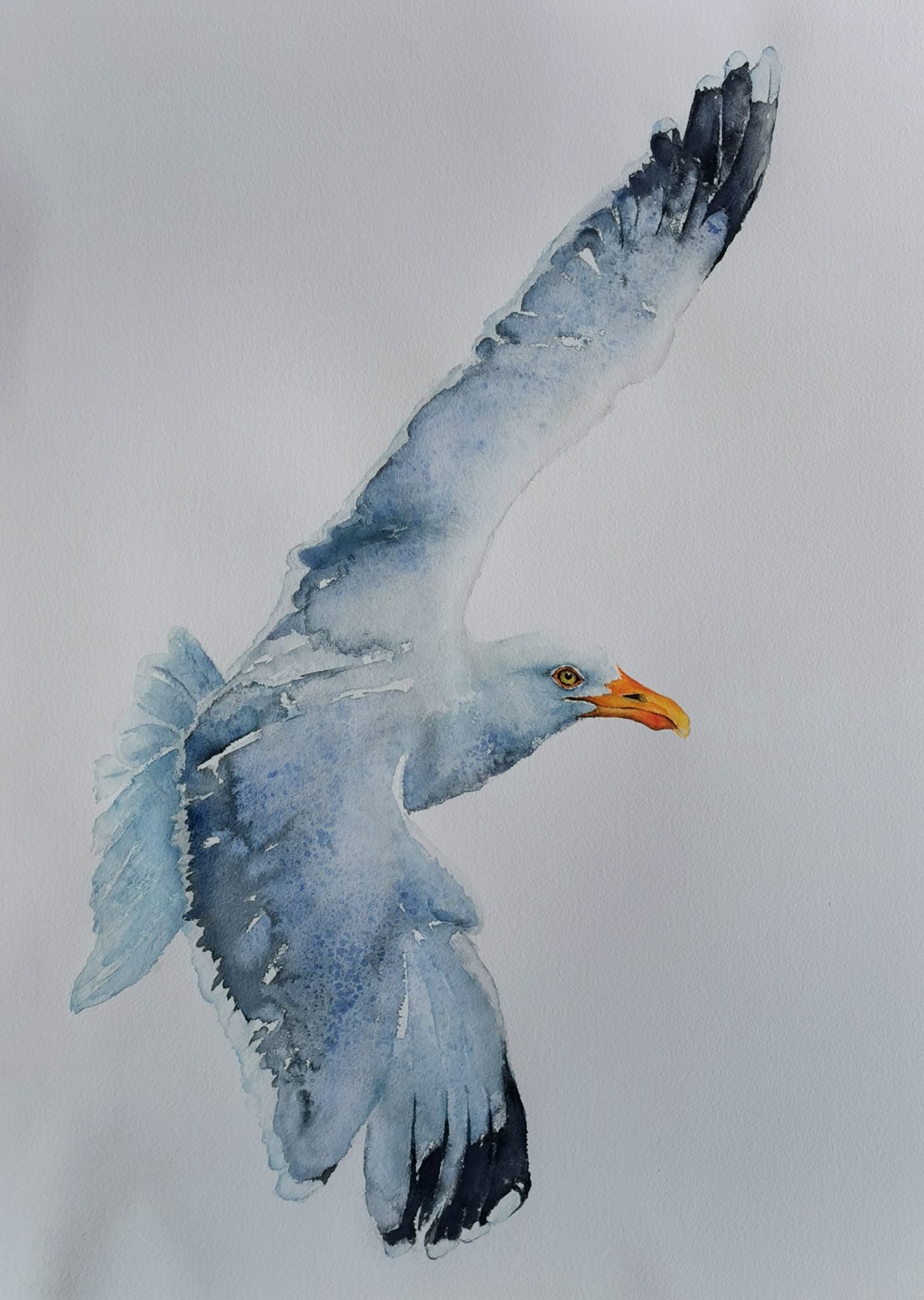 seagull in water color