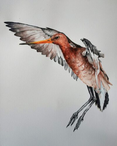 godwit in watercolor