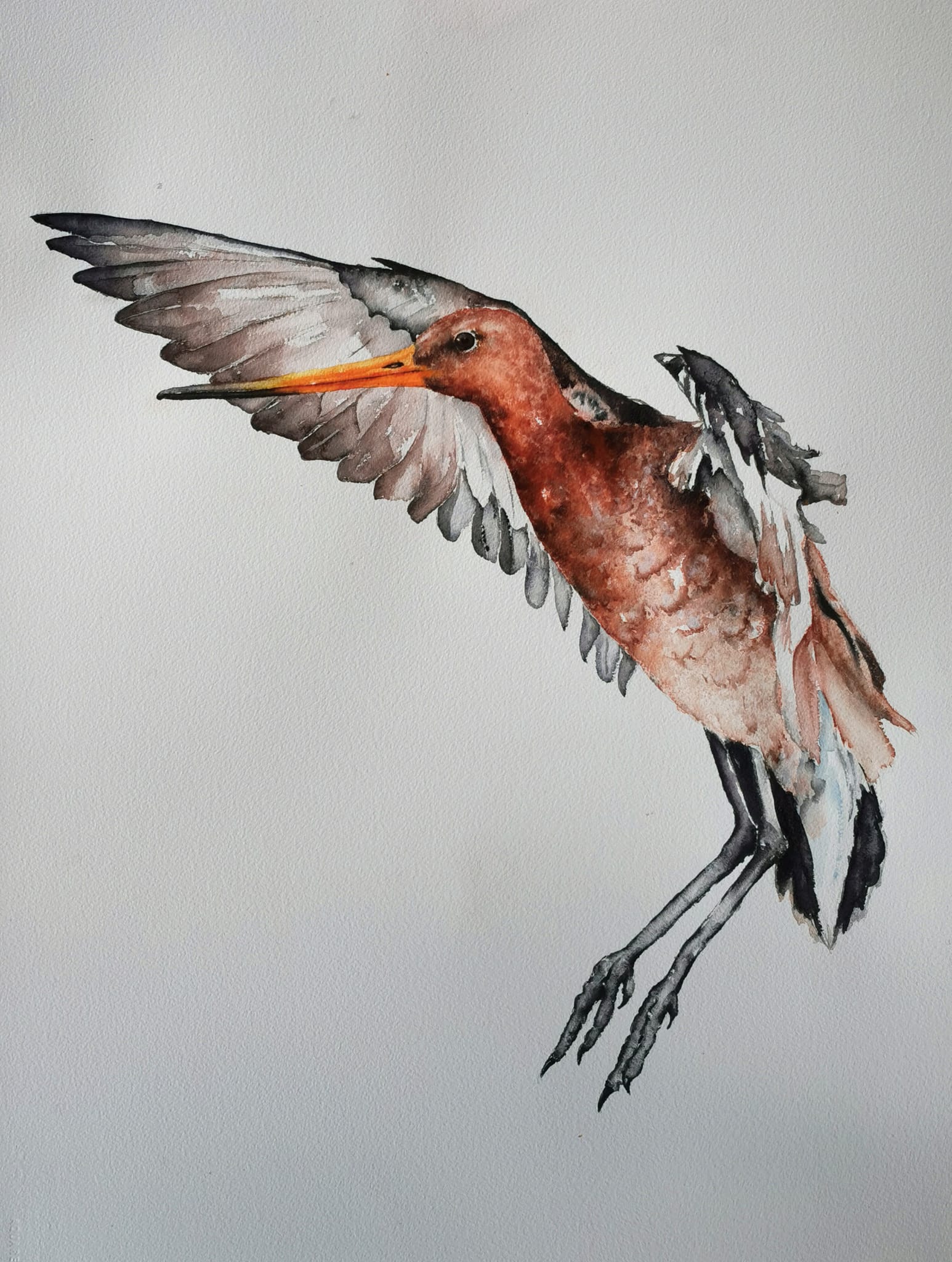 godwit in watercolor