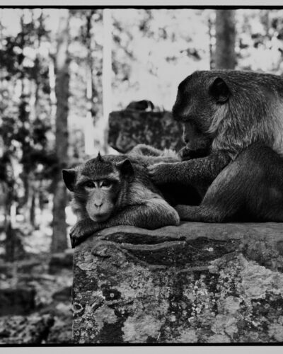 analogue black and white photography by Jeroen Busschers of the monkeys of Angkor Wat, Cambodia
