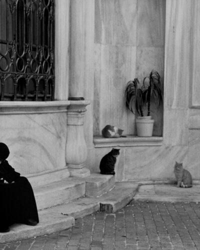 Analogue black and white photography by Jeroen Busschers, Istanbul cats