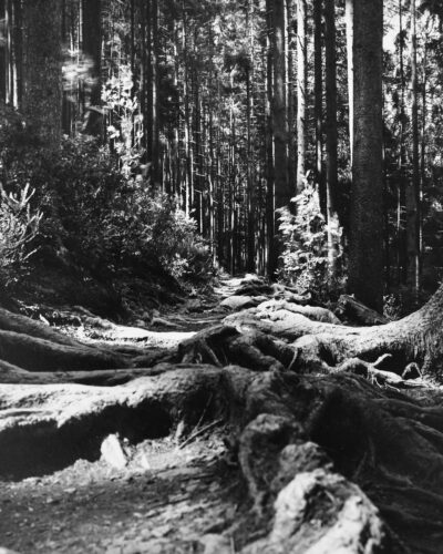 Analogue black and white photography by Jeroen Busschers, Belgium Forest