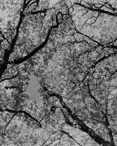 Analogue black and white photography by Jeroen Busschers, Belgium Ardennes, Forest