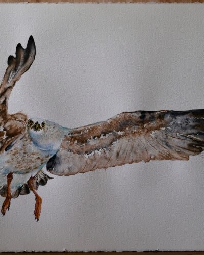 Serie van aquarel schilderijen van verschillende vogelsoorten geschilderd op Arches papier geschilderd in grootformaat